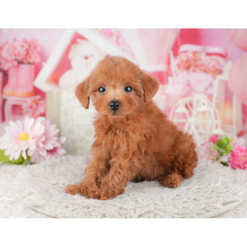 販売中の千葉県のトイプードル-441961の11枚目