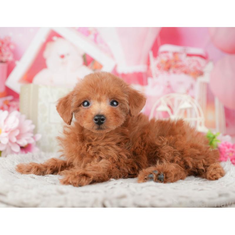 販売中の千葉県のトイプードル-441961の9枚目