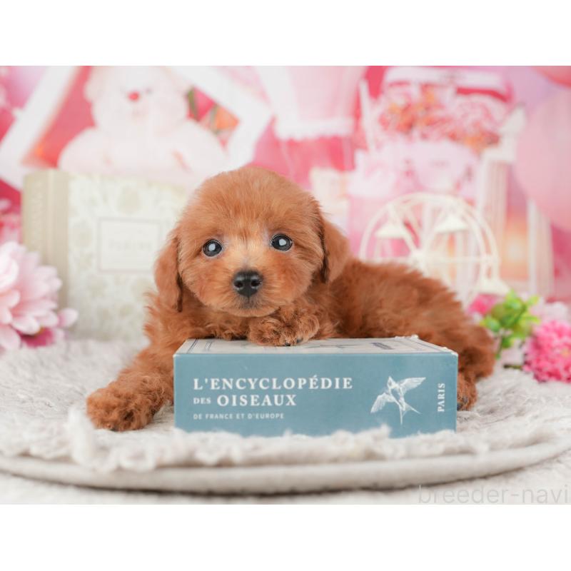 販売中の千葉県のトイプードル-441961の7枚目