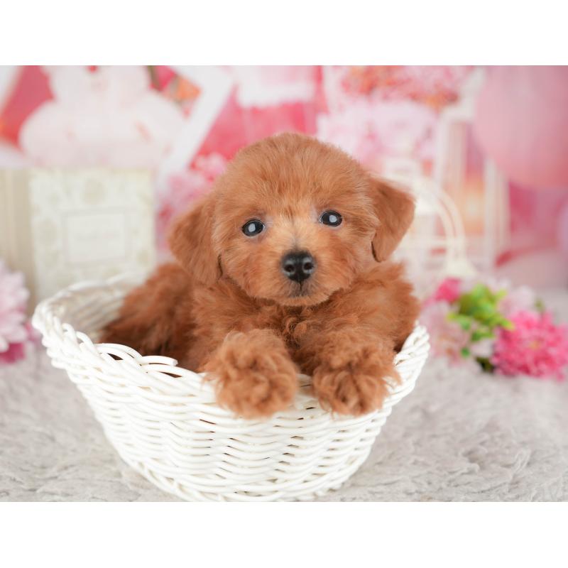 販売中の千葉県のトイプードル-441961の6枚目