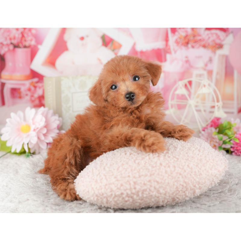 販売中の千葉県のトイプードル-441961の4枚目