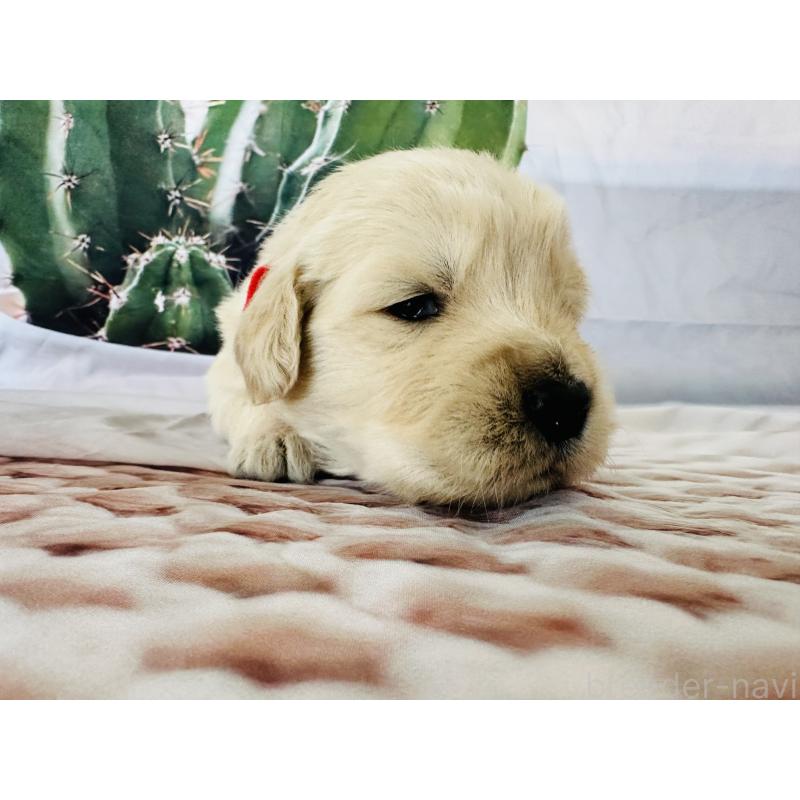 商談中の千葉県のゴールデンレトリーバー-440021の12枚目