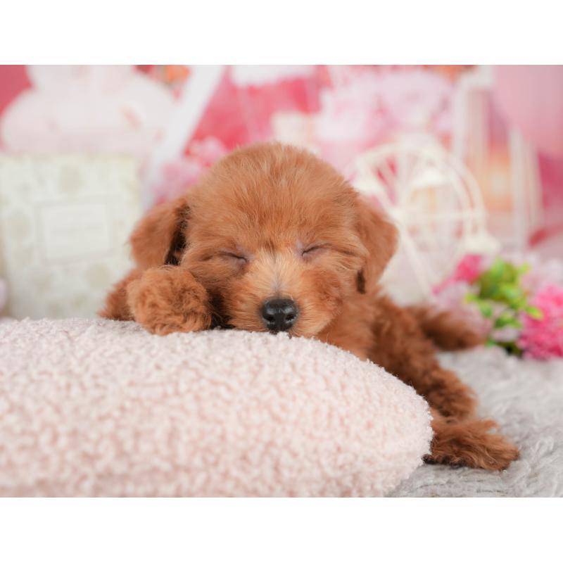 販売中の千葉県のトイプードル-441961の3枚目