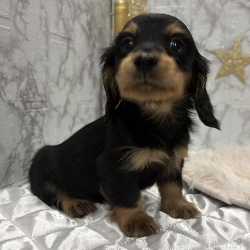 販売中の三重県のミニチュアダックスフンド(ロングヘアード)-441878の12枚目