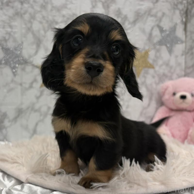 販売中の三重県のミニチュアダックスフンド(ロングヘアード)-441878の10枚目