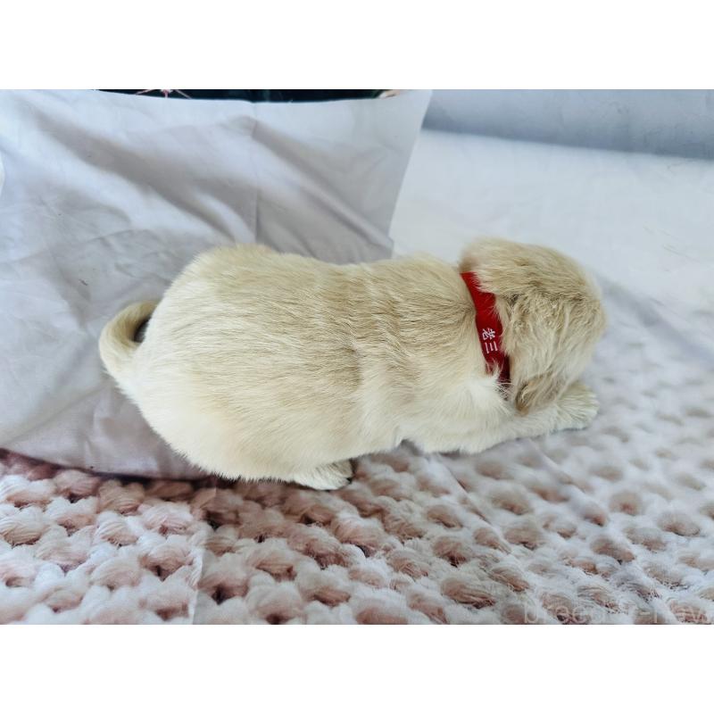 商談中の千葉県のゴールデンレトリーバー-440021の11枚目