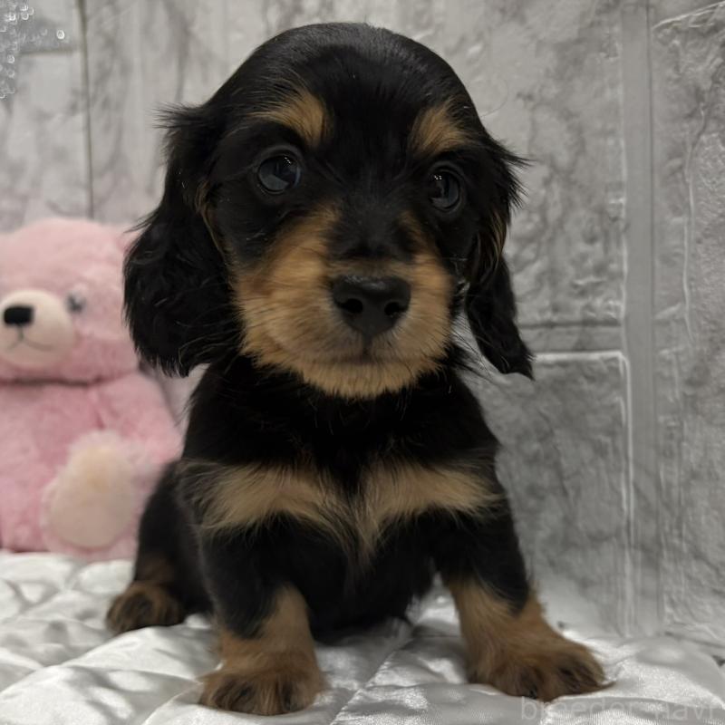 販売中の三重県のミニチュアダックスフンド(ロングヘアード)-441878の8枚目