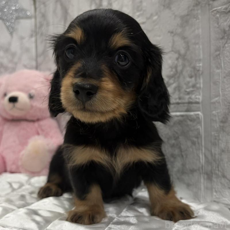 販売中の三重県のミニチュアダックスフンド(ロングヘアード)-441878の7枚目