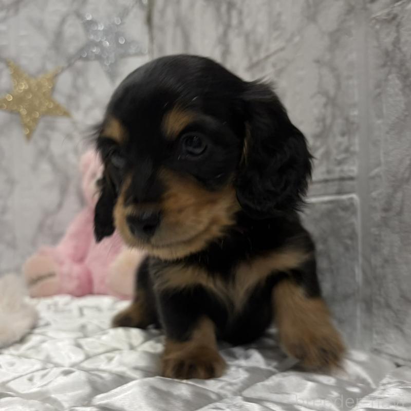 販売中の三重県のミニチュアダックスフンド(ロングヘアード)-441878の6枚目