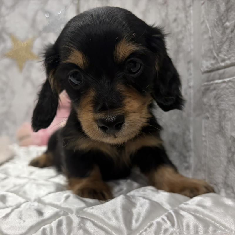 販売中の三重県のミニチュアダックスフンド(ロングヘアード)-441878の5枚目