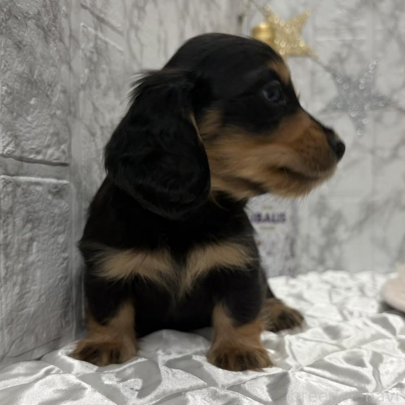 販売中の三重県のミニチュアダックスフンド(ロングヘアード)-441878の4枚目