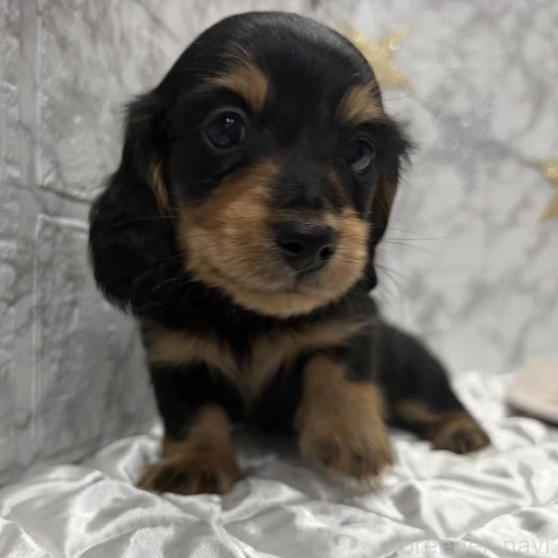 販売中の三重県のミニチュアダックスフンド(ロングヘアード)-441878の3枚目