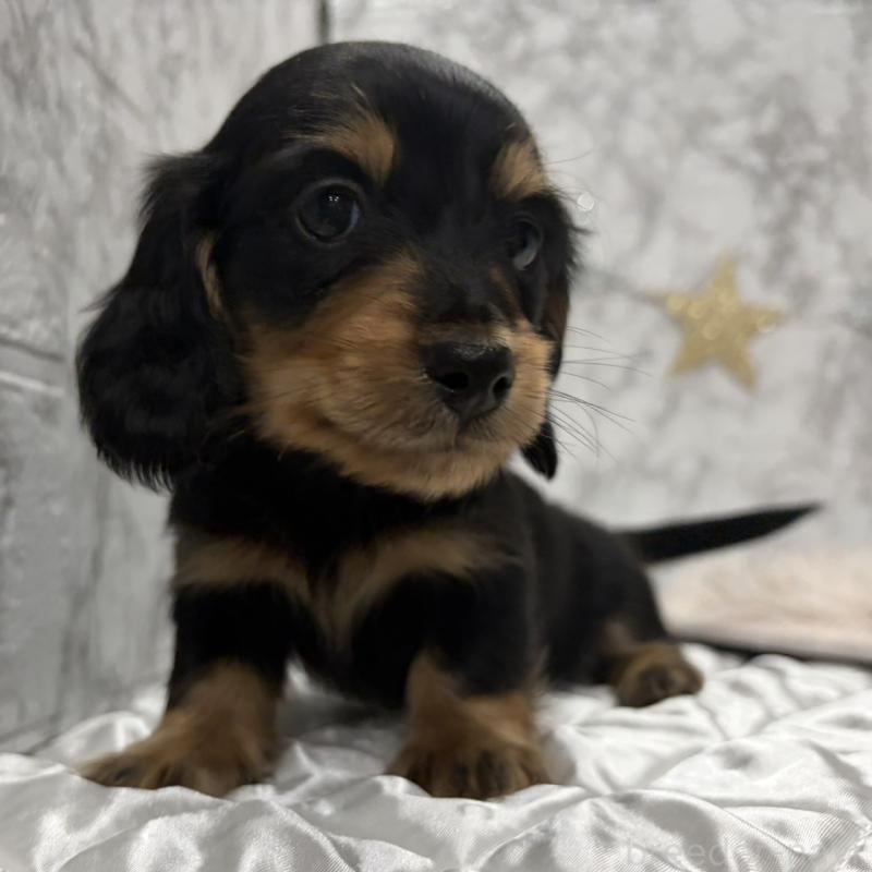 販売中の三重県のミニチュアダックスフンド(ロングヘアード)-441878の1枚目