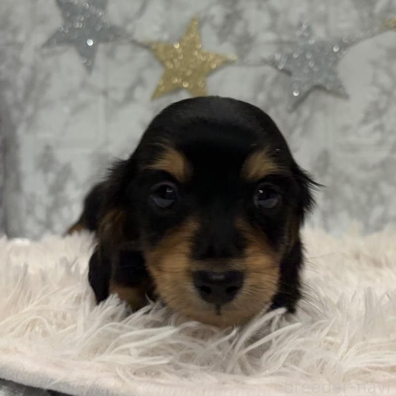 販売中の三重県のミニチュアダックスフンド(ロングヘアード)-441878の2枚目