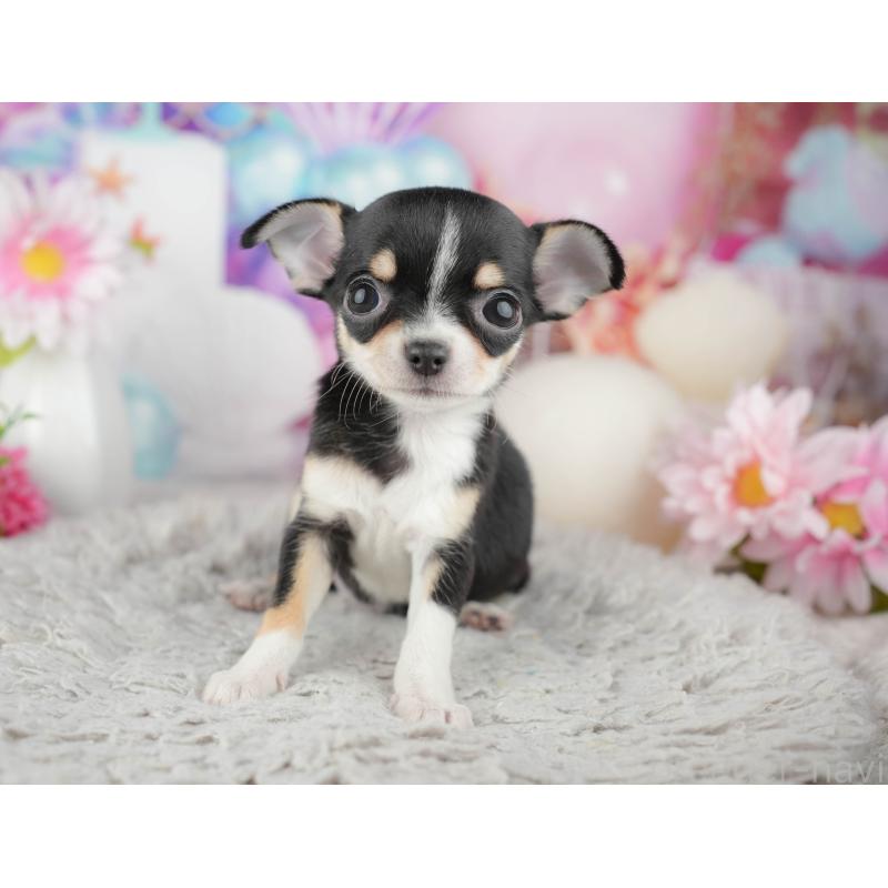 販売中の千葉県のチワワ(スムースコート)-441959の11枚目