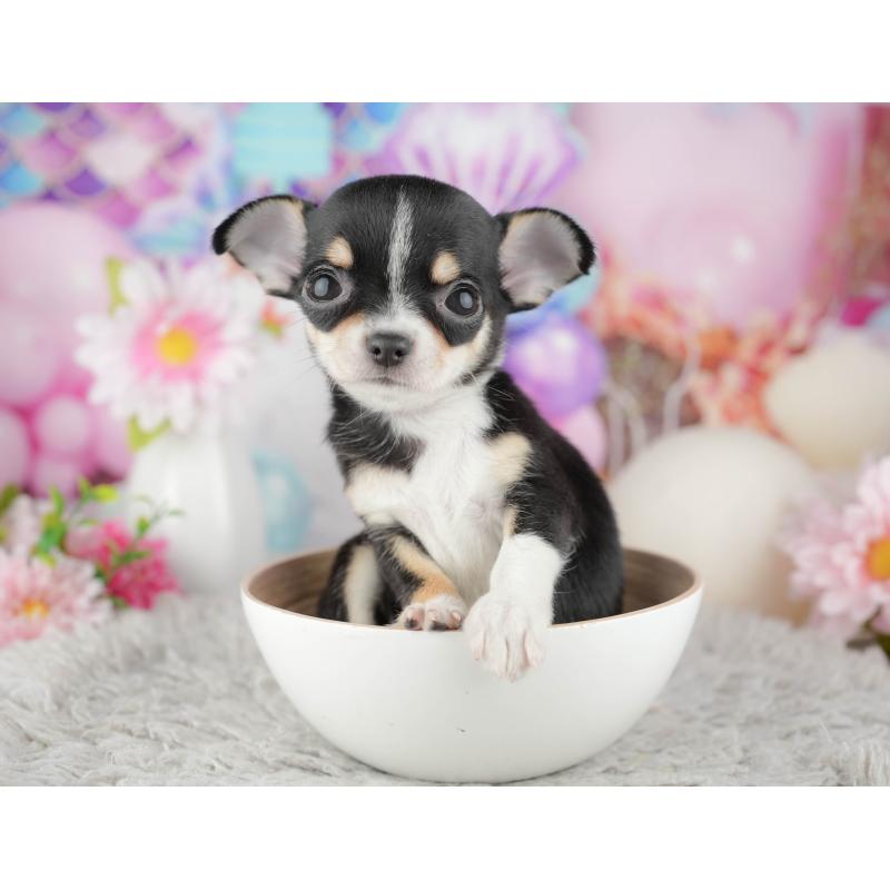 販売中の千葉県のチワワ(スムースコート)-441959の9枚目