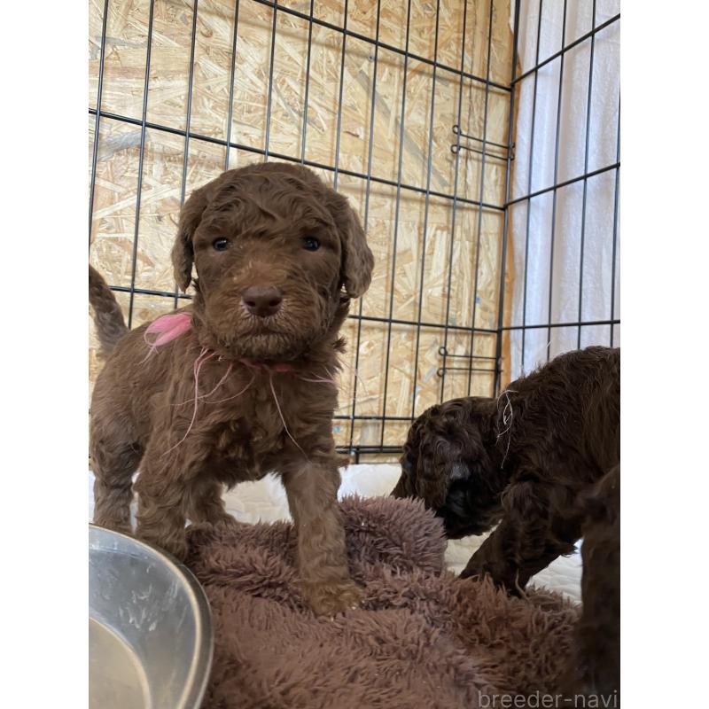 販売中の茨城県のスタンダードプードル-440450