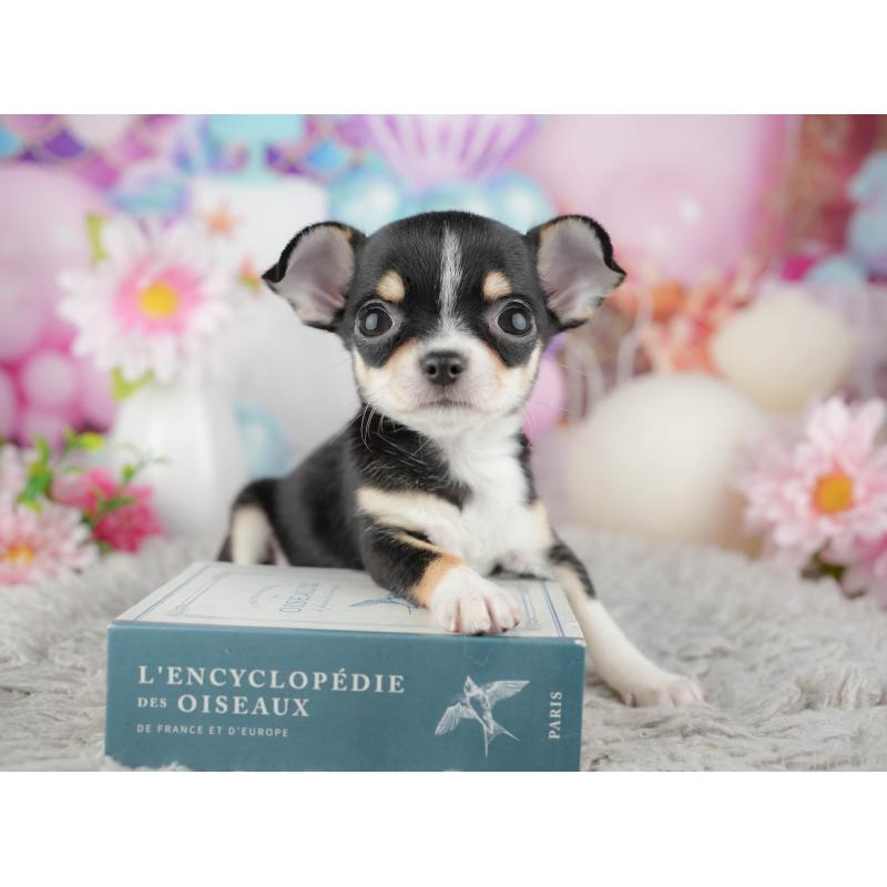 販売中の千葉県のチワワ(スムースコート)-441959の7枚目