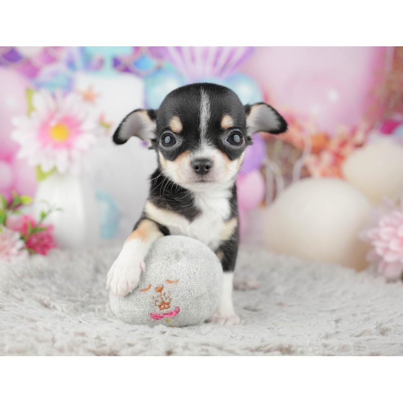 販売中の千葉県のチワワ(スムースコート)-441959の4枚目