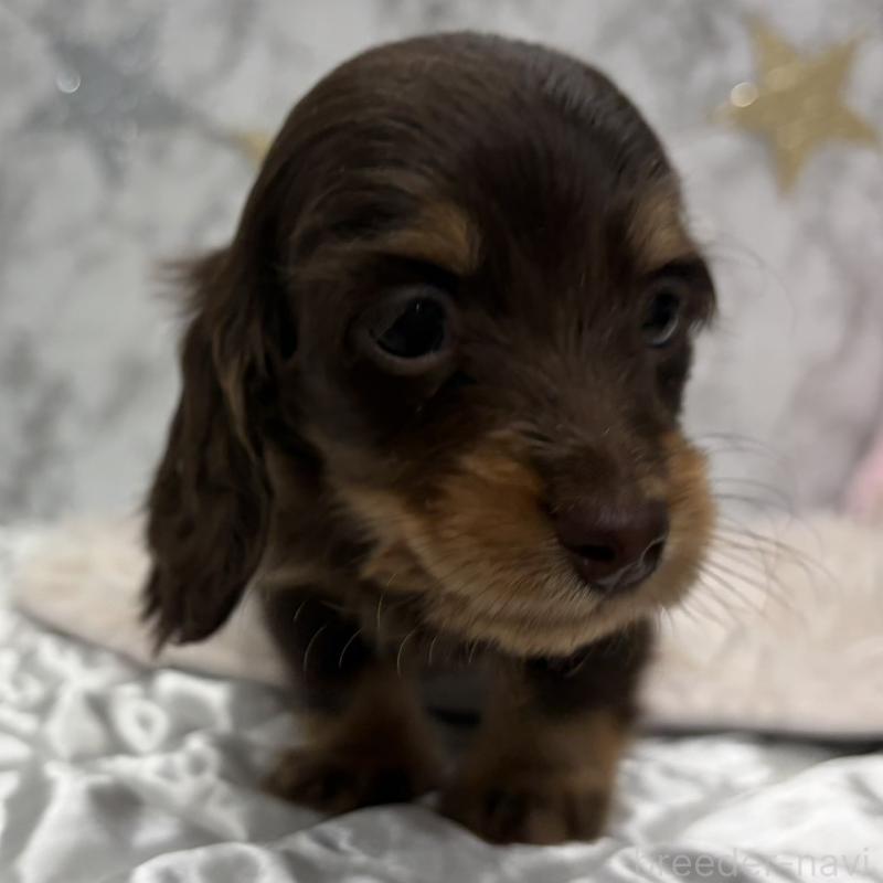 販売中の三重県のミニチュアダックスフンド(ロングヘアード)-441879の13枚目