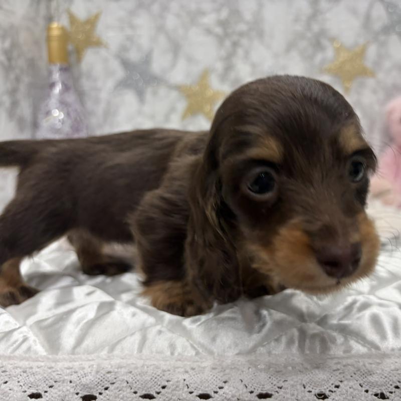 販売中の三重県のミニチュアダックスフンド(ロングヘアード)-441879の12枚目