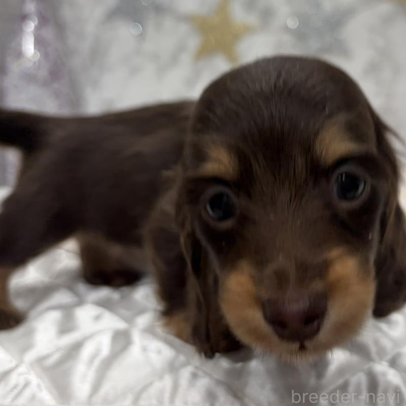 販売中の三重県のミニチュアダックスフンド(ロングヘアード)-441879の11枚目