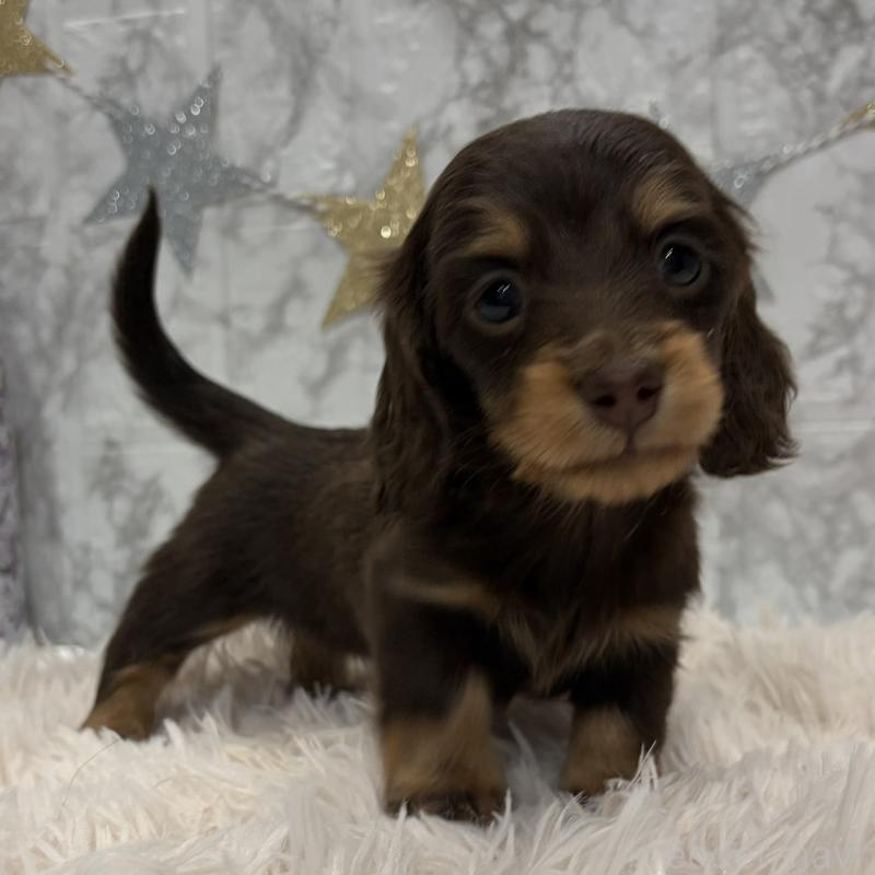 販売中の三重県のミニチュアダックスフンド(ロングヘアード)-441879