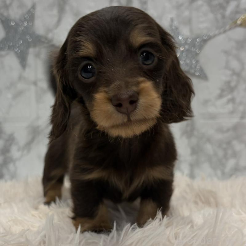 販売中の三重県のミニチュアダックスフンド(ロングヘアード)-441879の8枚目