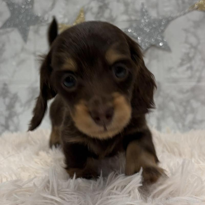 販売中の三重県のミニチュアダックスフンド(ロングヘアード)-441879の7枚目