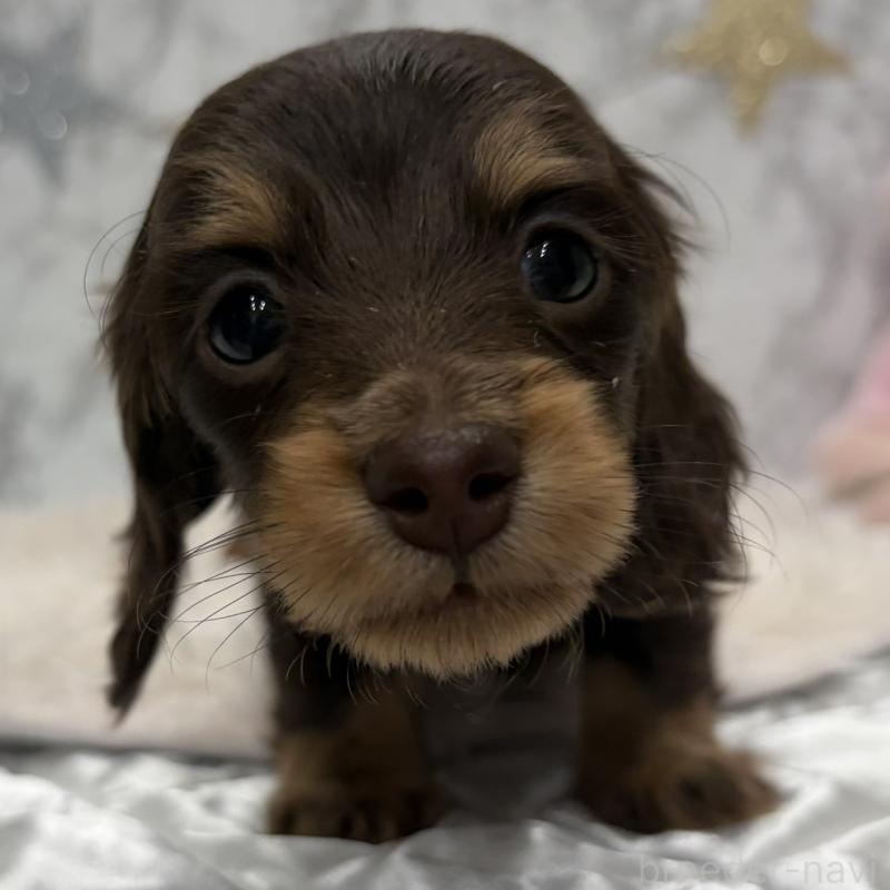 販売中の三重県のミニチュアダックスフンド(ロングヘアード)-441879の6枚目