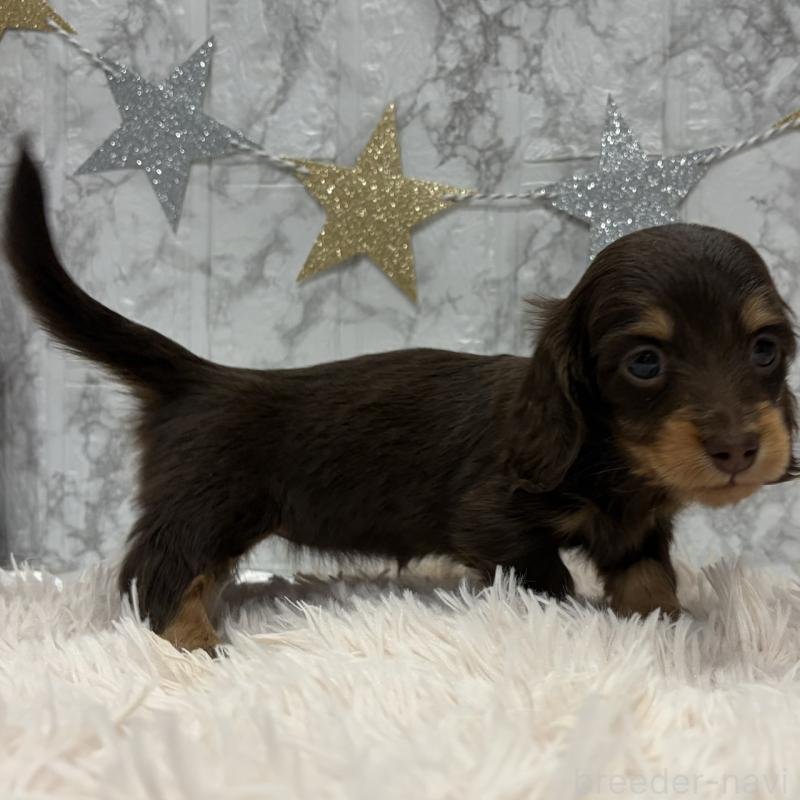 販売中の三重県のミニチュアダックスフンド(ロングヘアード)-441879の5枚目