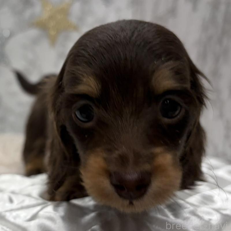 販売中の三重県のミニチュアダックスフンド(ロングヘアード)-441879の4枚目