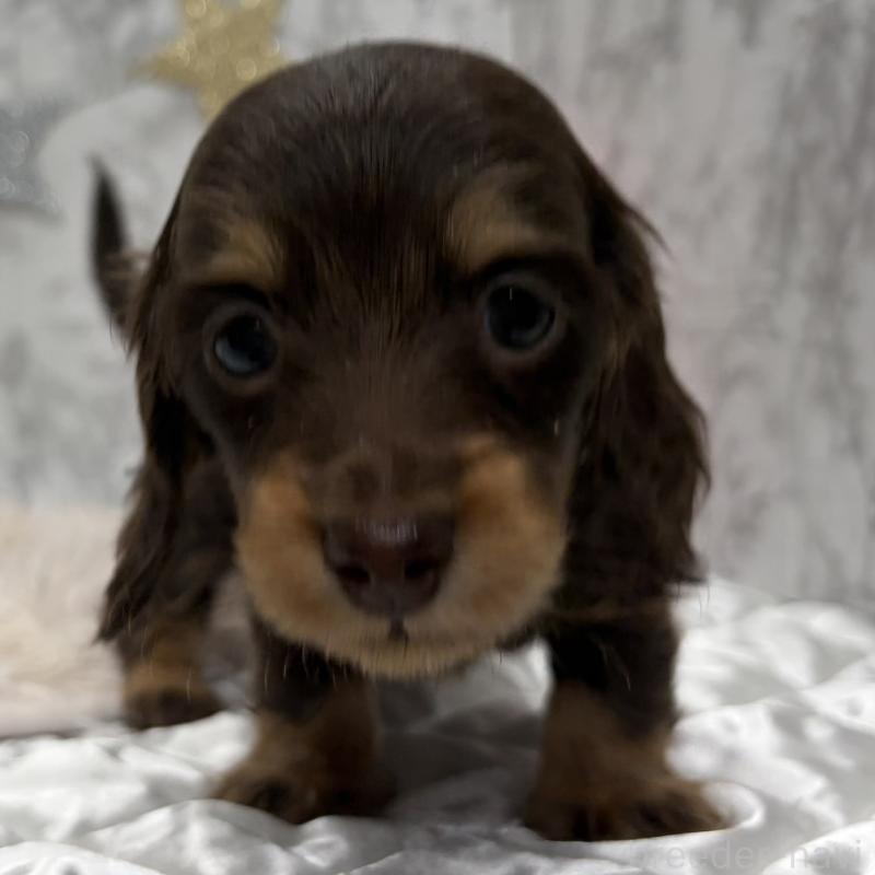 販売中の三重県のミニチュアダックスフンド(ロングヘアード)-441879の3枚目