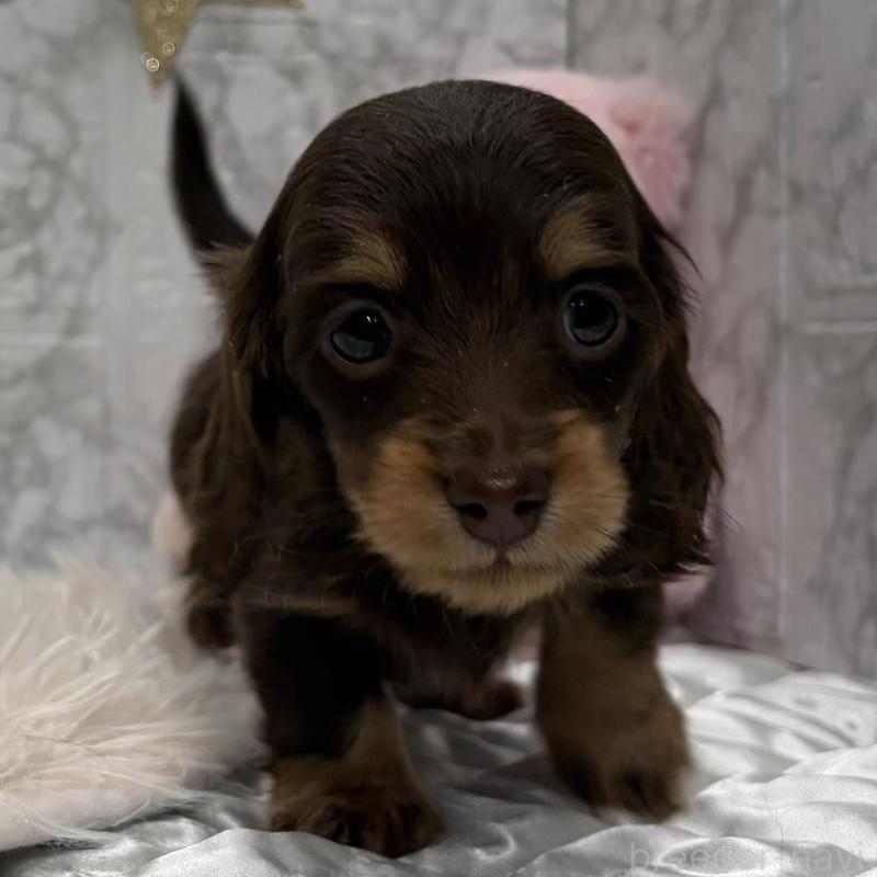 販売中の三重県のミニチュアダックスフンド(ロングヘアード)-441879の2枚目