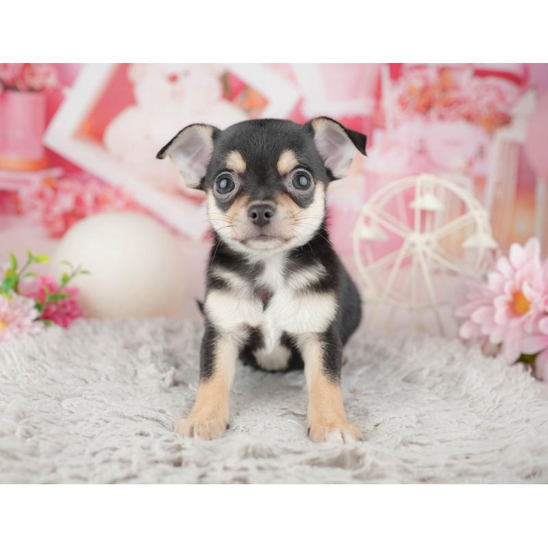 販売中の千葉県のチワワ(スムースコート)-441957の11枚目