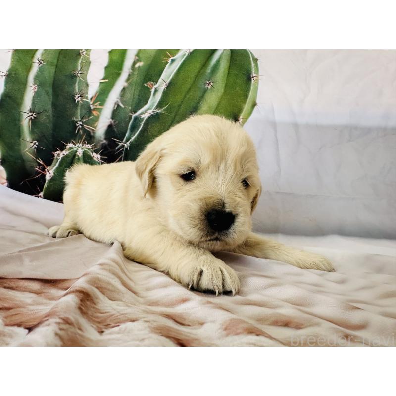 販売中の千葉県のゴールデンレトリーバー-440007の10枚目