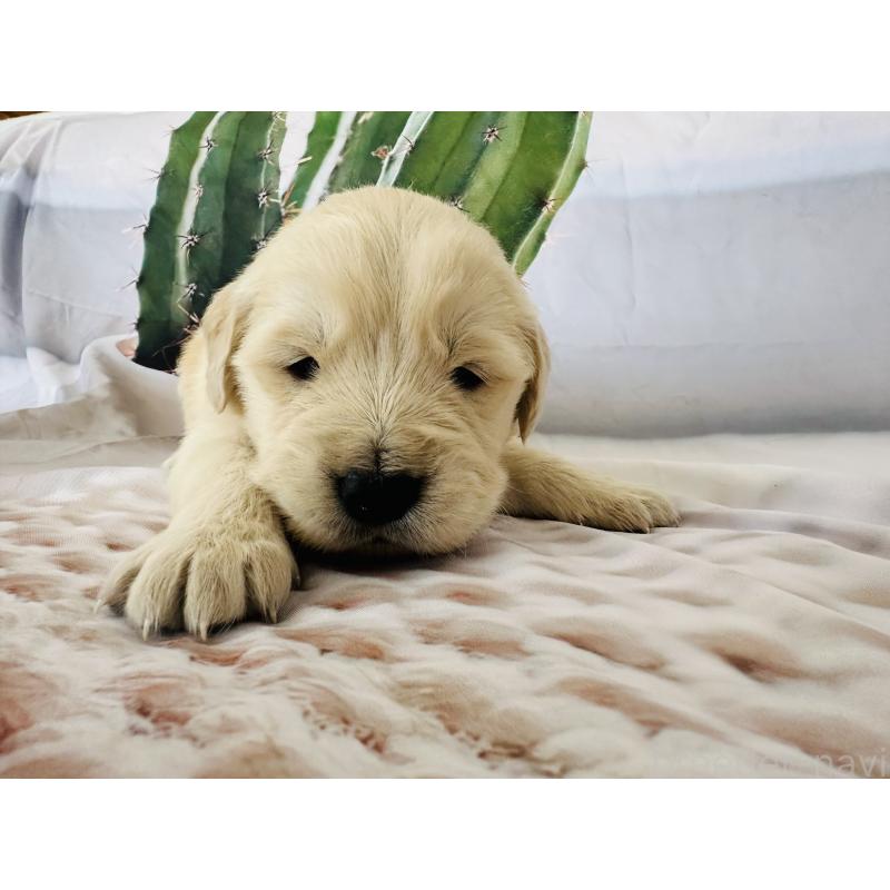 販売中の千葉県のゴールデンレトリーバー-440007の9枚目