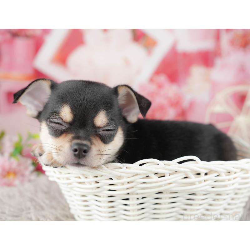 販売中の千葉県のチワワ(スムースコート)-441957の6枚目