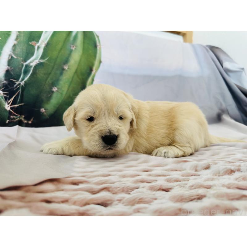 販売中の千葉県のゴールデンレトリーバー-440007の8枚目