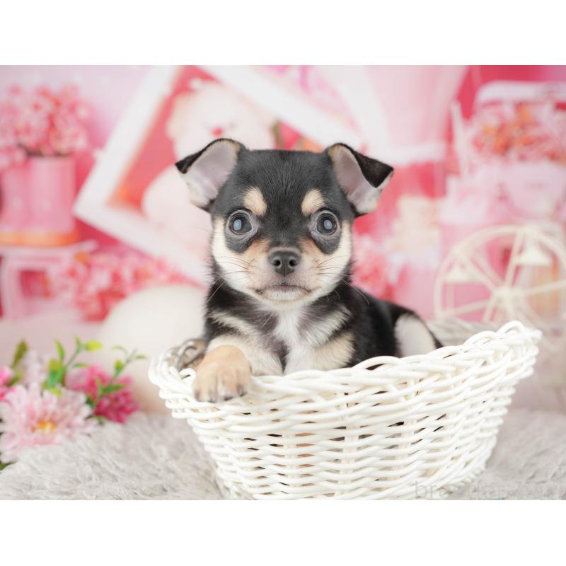 販売中の千葉県のチワワ(スムースコート)-441957の5枚目