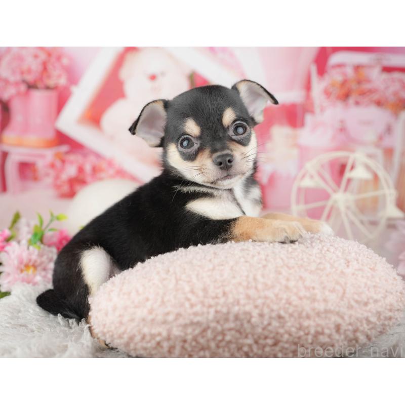 販売中の千葉県のチワワ(スムースコート)-441957の4枚目