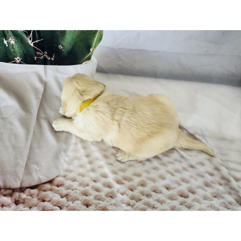 販売中の千葉県のゴールデンレトリーバー-440007の7枚目