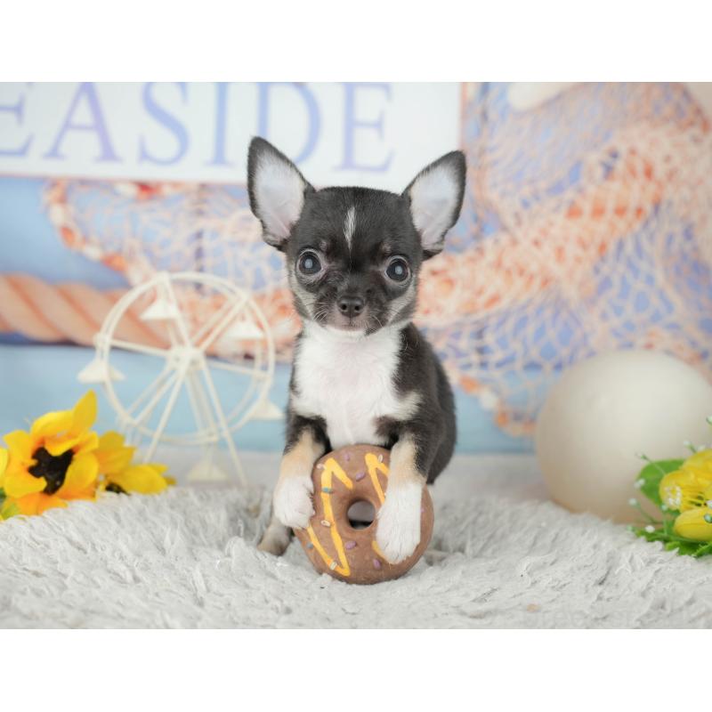 販売中の千葉県のチワワ(スムースコート)-441956の10枚目