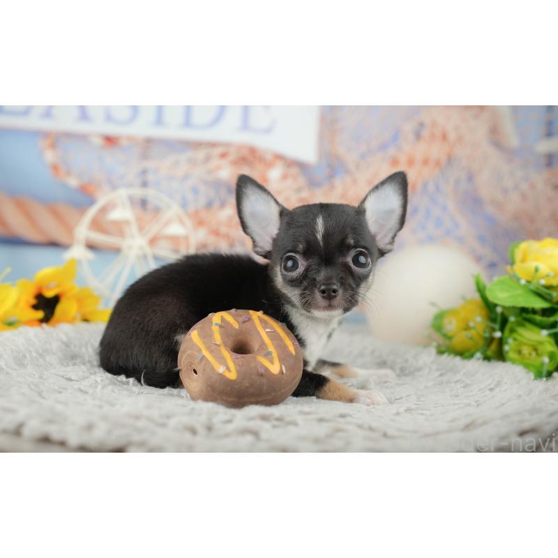 販売中の千葉県のチワワ(スムースコート)-441956の9枚目