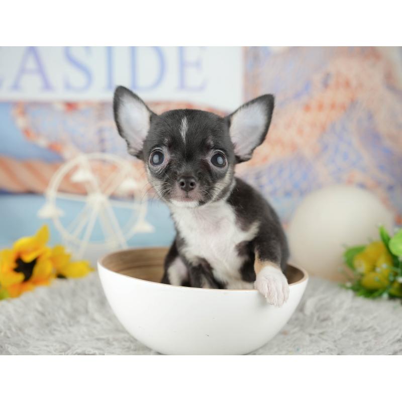 販売中の千葉県のチワワ(スムースコート)-441956の8枚目