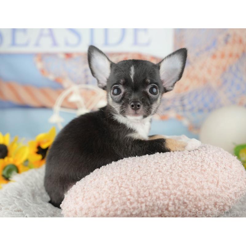 販売中の千葉県のチワワ(スムースコート)-441956の5枚目