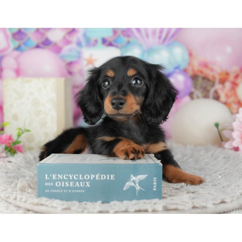 販売中の千葉県のミニチュアダックスフンド(ロングヘアード)-441954の10枚目