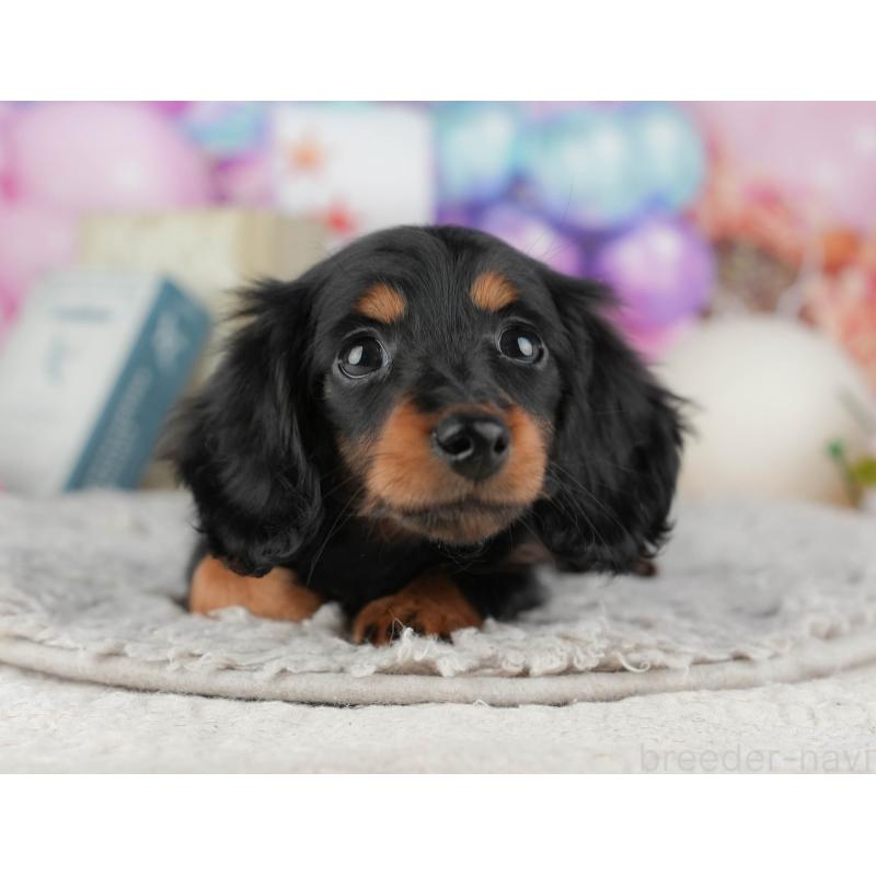 販売中の千葉県のミニチュアダックスフンド(ロングヘアード)-441954の8枚目