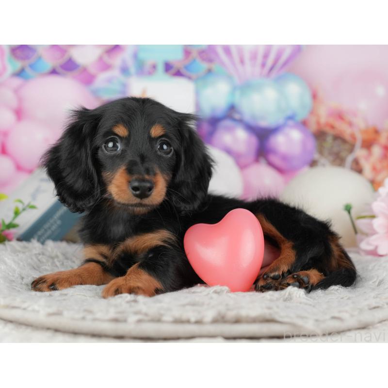 販売中の千葉県のミニチュアダックスフンド(ロングヘアード)-441954の7枚目