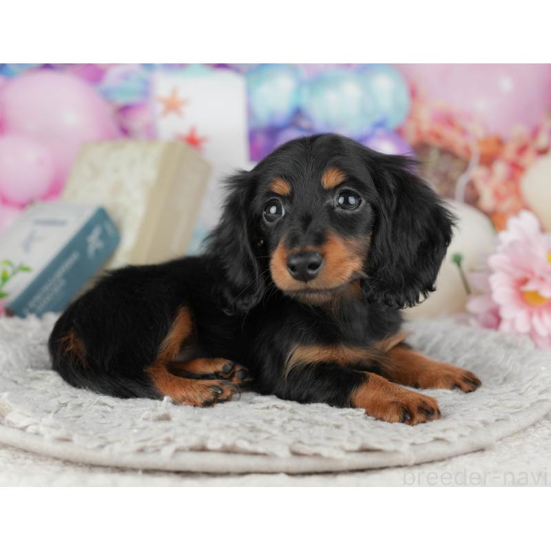 販売中の千葉県のミニチュアダックスフンド(ロングヘアード)-441954の6枚目